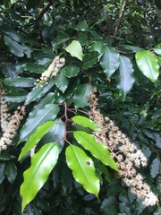 Prunus lusitanica