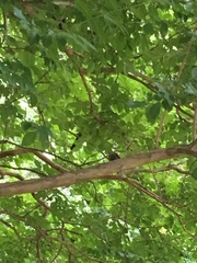 Dumetella carolinensis