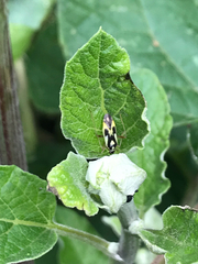 Grypocoris stysi