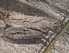Eurinopsyche obscurata
