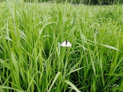 Parnassius stubbendorfii