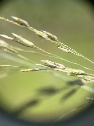 Image of Eragrostis atrovirens by no rights reserved