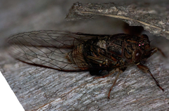 Birrima varians