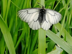 Parnassius stubbendorfii