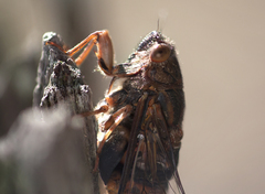 Birrima varians