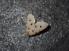 Metaemene atrigutta maculata