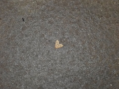 Metaemene atrigutta maculata