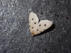 Metaemene atrigutta maculata