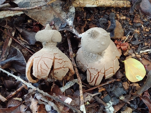 Geastrum pectinatum