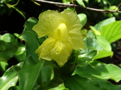 Costus villosissimus