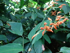 Stromanthe jacquinii