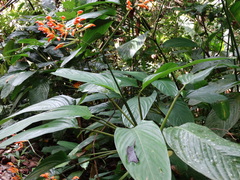 Stromanthe jacquinii