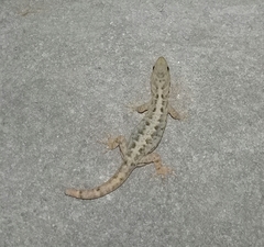 Gonatodes caudiscutatus