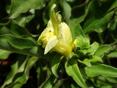 Costus villosissimus