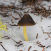 Snowmelt Mycena - Photo (c) Justin Paulin, some rights reserved (CC BY), uploaded by Justin Paulin