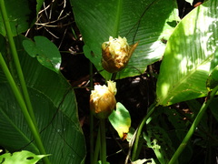 Goeppertia inocephala