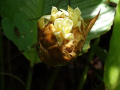 Goeppertia inocephala