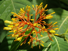 Palicourea guianensis