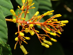 Palicourea guianensis