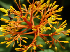 Palicourea guianensis