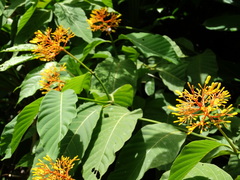 Palicourea guianensis