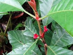 Pentagonia macrophylla