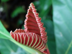 Pentagonia macrophylla