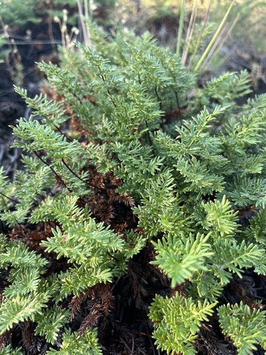 Aspidotis densa