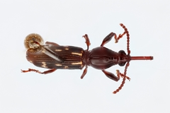 Arrhenodes minutus