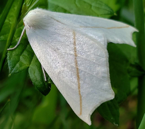 White Slant-line photo 3