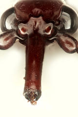 Arrhenodes minutus