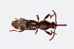 Arrhenodes minutus