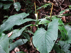Anthurium ochranthum