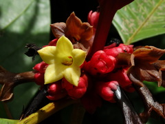 Pentagonia macrophylla
