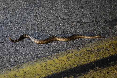 iNaturalist observation photo of Northern Pacific Rattlesnake