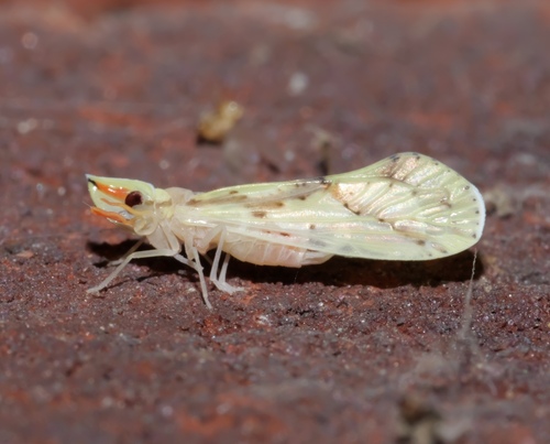 Otiocerus wolfii photo 3