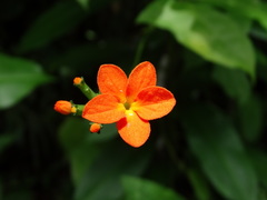 Psiguria warscewiczii