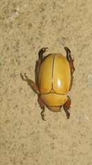 Phalangogonia sperata