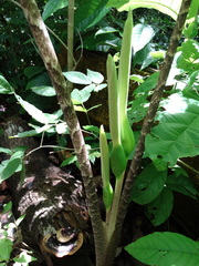 Xanthosoma helleborifolium