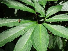 Xanthosoma helleborifolium