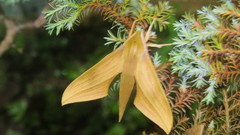 Xylophanes libya