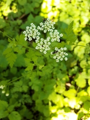 Chaerophyllum temulum