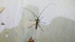 Disteniazteca pilati