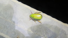 Chrysina bruyeai