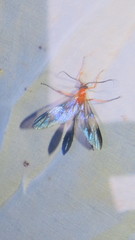 Thyreodon atriventris