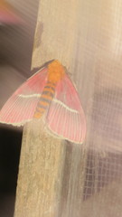 Pseudodirphia menander