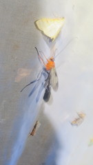 Thyreodon atriventris