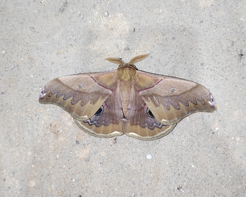 Rinaca japonica