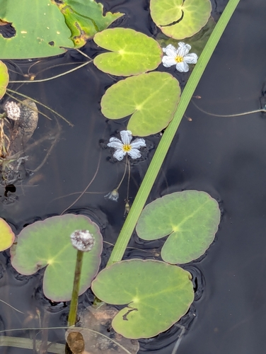 Image of Nymphoides cordata by (c) Benoit Renaud, some rights reserved (CC BY)