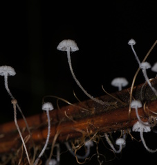 Mycena albidocapillaris